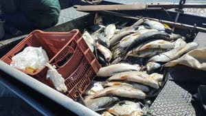 Seis pescadores são multados por pesca em área de preservação no Rio Pardo; pescado foi doado