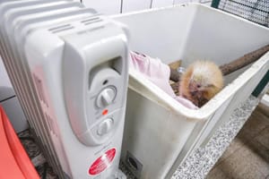 CETRAS Morro do São Bento chega a 1.000 atendimentos em 2025 e devolve jacaré-de-papo-amarelo ao habitat