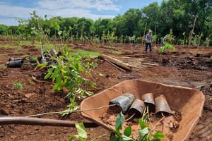 Secretaria de Meio Ambiente de Ribeirão Preto intensifica plantios e projeta plano climático após nove meses de gestão