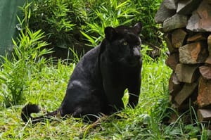 Bosque Fábio Barreto recebe filhote de onça-pintada melânica e reforça ação de conservação