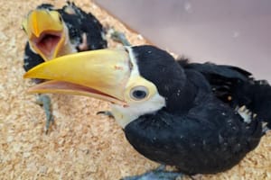 CETRAS do Morro do São Bento recebeu oito filhotes para reabilitação em novembro