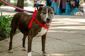 Ribeirão Preto reforça regras para cães em parques após agressão a vigilante