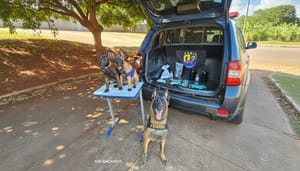 Filhotes do canil da GCM acompanham apreensão de drogas no Ipiranga