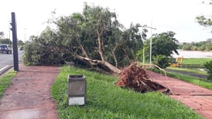 Árvore cai ao lado do antigo Pronto Socorro Central em Ribeirão Preto durante chuvas