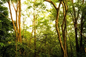 Prefeitura convoca audiência pública para revisar plano de manejo do Parque Morro do São Bento
