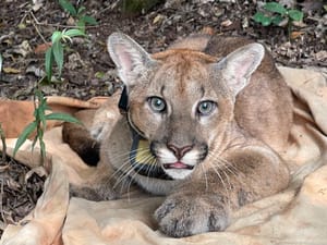 Parque Linear de Sertãozinho foi evacuado após novo avistamento de felino