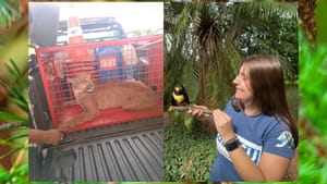 Onça-parda atropelada é socorrida e filhotes de araçari recebem cuidados em Jaboticabal