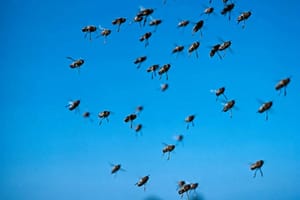 Enxame de abelhas leva à interdição de fonte no Parque Maracá, em Guaíra