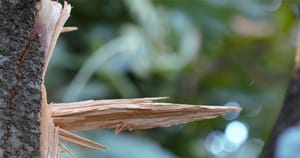 Exposição 'Cegueira Botânica' de artista ribeirão-pretana será aberta no IEA-RP com entrada gratuita