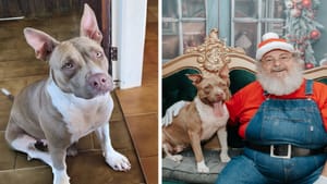 ONG de Ribeirão Preto aposta em vídeos emocionantes para promover adoção de animais longamente acolhidos