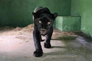 Onça-pintada melânica foi transferida do Bosque e Zoológico Dr. Fábio Barreto para Pitangueiras