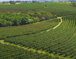 Suspensão da tarifa de 40% aos cafés abre caminho para retomada das exportações em Franca