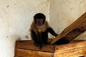 CETRAS libera macaco-prego resgatado de tráfico e fará soltura em área de Ibitinga na segunda