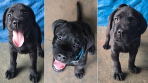 Guarda Municipal de Sertãozinho incorpora labrador ao canil para trabalho e ação social