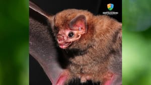 Sertãozinho registra aumento de atendimentos com morcegos; saúde municipal reforça alerta sobre raiva