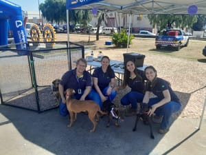 Programa da concessionária encaminha animais resgatados nas rodovias para adoção consciente
