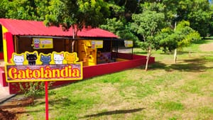 Gatil Municipal de Sertãozinho vira 'Gatolândia Ki-Delícia' e abre atividades no sábado