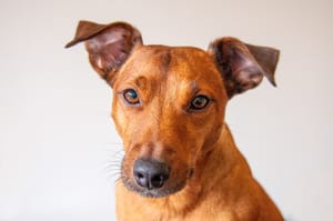 Estado reconhece vira‑lata caramelo como patrimônio cultural e incentiva adoção responsável