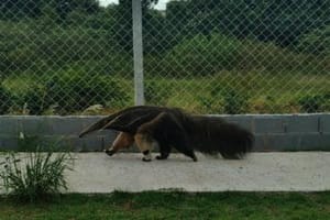 Tamanduá-bandeira é visto caminhando por avenida do Jardim Pulicano em Franca