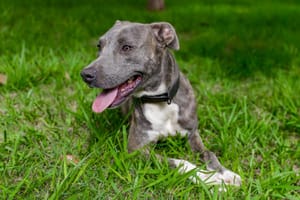 Feira de adoção em Ribeirão Preto oferece curso gratuito para novos tutores neste sábado