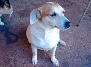 Motorista identificado por atropelar e recolher cão morto em Sales Oliveira será ouvido pela polícia