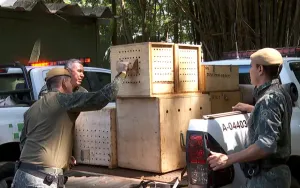 Cetras do Bosque libera 66 animais silvestres e encerra 2025 com cerca de 800 reintegrações