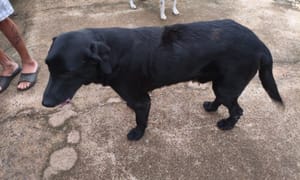 Dois casos de maus-tratos a animais são registrados na região; suspeito preso em Monte Azul Paulista