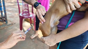 Núcleo de Controle de Vetores de Sertãozinho apresenta balanço de 2025 com quase 4,6 mil animais vacinados