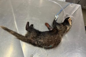 CETRAS de Ribeirão Preto atende furão brasileiro atropelado e soma 11 resgates no mês