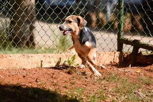 Sertãozinho realiza feira de adoção de animais na Praça 21 de Abril neste sábado