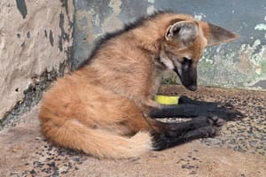 Lobo‑guará reabilitado será solto nesta quinta com apoio da Polícia Ambiental