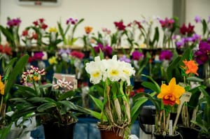 Ribeirão Preto recebe 7º Festival de Orquídeas e Suculentas com entrada gratuita