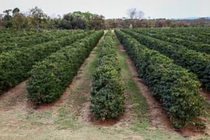 Ribeirão Preto recebe conferência que abre a safra 2026/27 do setor sucroenergético