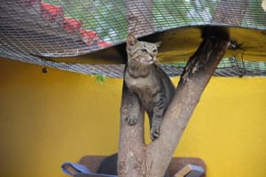 Canil Municipal realiza evento de adoção em Sertãozinho neste sábado na Praça 21 de Abril