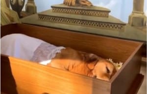 Lei que autoriza enterro de cães e gatos em jazigos é sancionada e abre debate em Ribeirão Preto