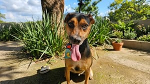 Adoção de cães e gatos reúne parceiros e acontece no sábado na Praça 21 de Abril