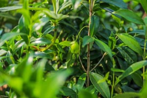 Ribeirão Preto convoca audiência pública sobre plano de manejo do Horto Municipal