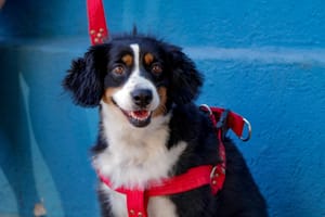 Ribeirão Preto sanciona lei contra maus-tratos e veta fogos barulhentos em todo o município