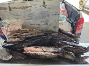 Operação Piracema em Ribeirão Preto termina com 39 autos de infração e mais de R$47 mil em multas