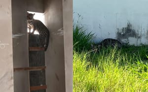 Jaguatirica é resgatada de banheiro de obra em condomínio na zona sul de Franca