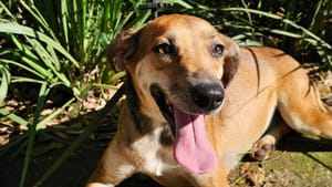 Adoção de cães e gatos terá nova edição em Sertãozinho neste sábado