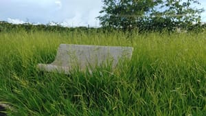 Prefeitura e empresa de limpeza trocam versões sobre serviço de roçada em Ribeirão Preto