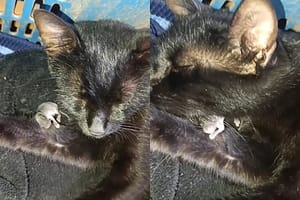 Gata de Ribeirão Preto viraliza após cuidar de filhote de rato encontrado no quintal