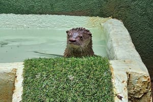 Trio de lontras é integrado ao Bosque Zoológico Fábio Barreto e passa a receber visitantes