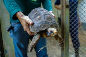 CETRAS Morro do São Bento devolve cerca de 300 animais silvestres à natureza no 1º trimestre
