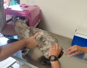 Sertãozinho realiza plantão de vacinação antirrábica neste sábado com 100 doses disponíveis