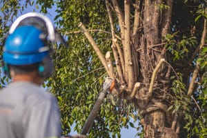 Ribeirão Preto abre inscrições para curso gratuito de poda de árvores com 90 vagas