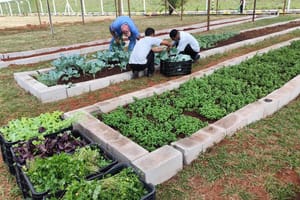 Parceria entre Prefeitura e Novo Shopping doa hortaliças a entidades assistenciais de Ribeirão Preto