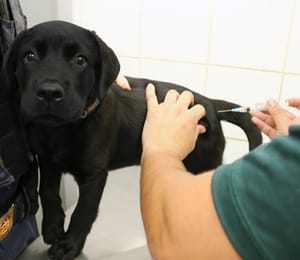 Plantão de vacinação antirrábica atende pets em 30 de maio no Controle de Zoonoses