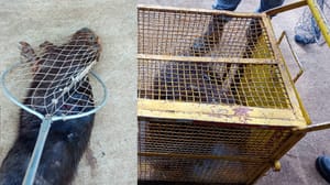 Capivara ferida é capturada em Sertãozinho após série de tentativas de resgate